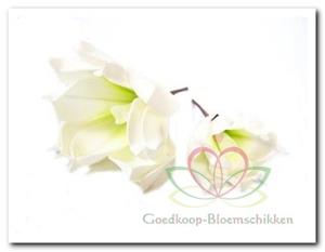 Decoflorall Magnolia foambloem Kort Soft Green DOOS 12 stuks Magnolia