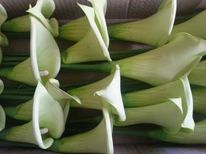 Decoflorall Calla Groen +/- 9 cm. Calla Groen +/- 9