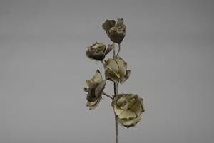 Decoflorall Magnolia kort foam Taupe/Creme Magnolia