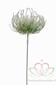 Decoflorall Protea pick corsagevuller CREME/Groen / st Protea