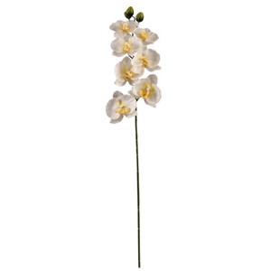 Decoflorall PANDA ORCHIDEE SPRAY CREAM PANDA ORCHIDEE SPRAY CREA