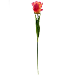 Decoflorall Tulp Parkiettulp Orange / stuks. 56cm. Tulpen
