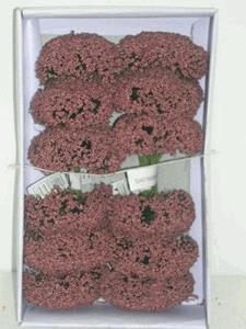 Decoflorall Fieldberries MAUVE doosje voor bloemschikken Fieldberries Ro