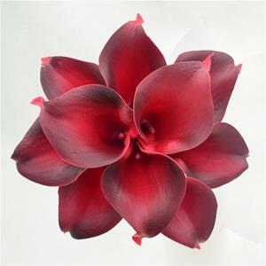 Decoflorall Calla Real Touch Deep Red +/- 7 cm. en 37cm lang. / st Calla Real Touch +/- 7 cm.