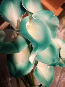 Decoflorall Calla Real Tch Teal green edge +/- 7 cm. en 37cm lang. / st Calla Real Touch +/- 7 cm.