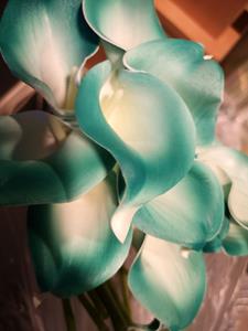 Decoflorall Calla Real Tch Teal green edge +/- 7 cm. en 37cm lang. / st Calla Real Touch +/- 7 cm.