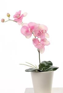 Decoflorall Orchidee Phalaenopsis Roze PLANT blad en wortels  Zijdebloem 1tak 4 bloemen 44cm