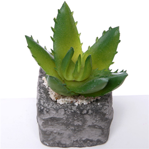 Decoflorall Actie SUCCULENT in steeneffectpotje 7.5cm Succulent