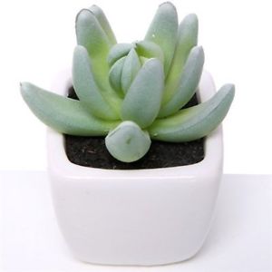 Decoflorall Actie SUCCULENT Lichtgroen  in wit potje 7cm Succulent 868791
