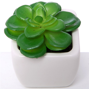 Decoflorall Actie SUCCULENT Groen in wit potje 7cm 868753 Succulent