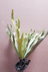 Decoflorall Hertshoornvaren Platycerium h50cm groen Super mooi