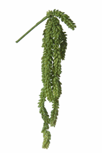 Decoflorall Sedum hanger l50cm groen header Supermooie Hangplant