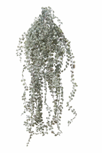 Decoflorall Siererwt hang l55cm grijs/grn header Supermooie Hangplant