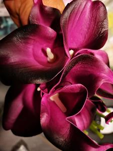 Decoflorall Calla Real Touch Black Purple +/-7 cm. en 37cm lang. / st Calla Real Touch +/- 7 cm.