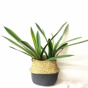 Decoflorall Orchideebladeren SMAL blad en wortel Cymbidium Latex +/-50cm prachtige kwaliteit