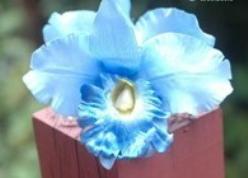Decoflorall Lichtblauwe Orchidee zijdebloem kunstbloem Lichtblauwe Orchidee zijd