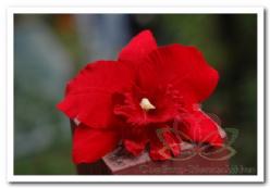 Decoflorall Rode Orchidee zijdebloem kunstbloem Rode Orchidee