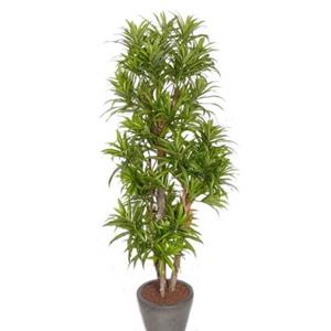 Merkloos Bellatio Flowers & Plants Kunstplant - Dracaena Reflexa - 120 Cm