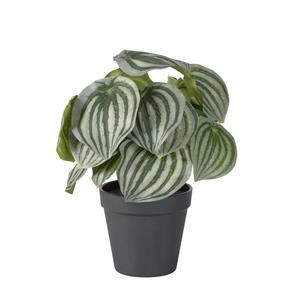 Woonexpress Peperomia