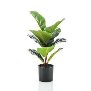 Woonexpress Ficus