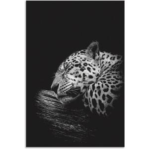 Artland Artprint De slapende jaguar als artprint van aluminium, artprint op linnen, muursticker of poster in verschillende maten