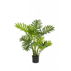 Woonexpress Philodendron selloum