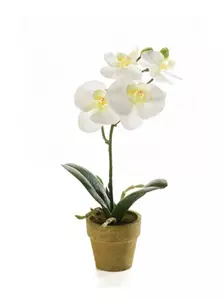 Emerald Kunstplant Phalaenopsis Mini Creme - 25cm 