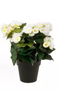 Emerald Kunstplant Begonia Creme in pot  - 11cm