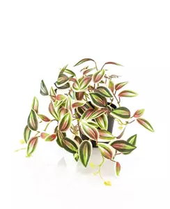 Emerald Kunstplant Tradescantia Groen Rood in pot - 19cm