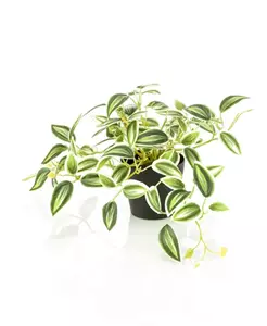 Emerald Kunstplant Tradescantia Groen Wit in pot - 19cm