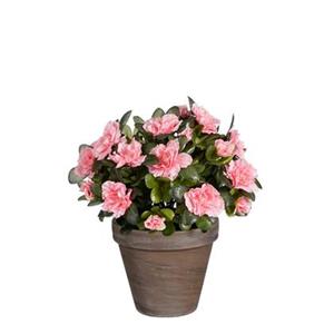 Mica Decorations Azalea Kunstplant - H31 x Ø26 cm - Perzik