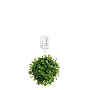 PTMD Mica Decorations Buxus Bal - 12x12x12 cm - Polyethyleen - Groen