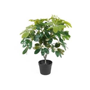 Present time  Artificial Plant Shefflera