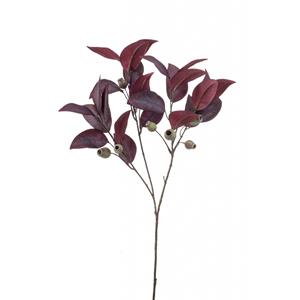 Woonexpress Eucalyptus