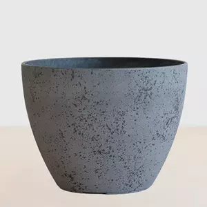Plantje Calp - P29