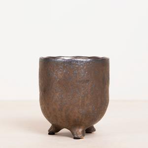 Plantje Athene Koper - P12