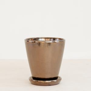 Plantje Moskou Goud/Bruin - p15