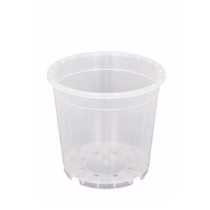 Plantje Orchidee kweekpot P 12 cm