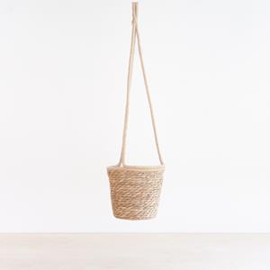 Plantje Salamanca - P14/15