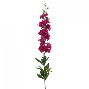 Woonexpress Delphinium