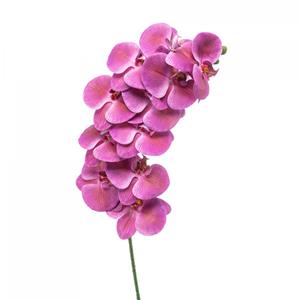 Woonexpress Phalaenopsis