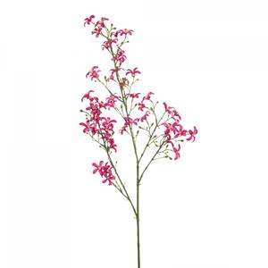 Woonexpress Saxifraga
