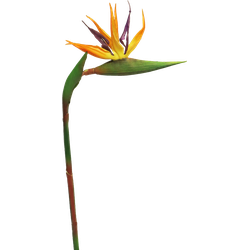 Nova nature RT Strelitzia Cathy orange 58cm - 