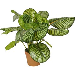 Buitengewoon de boet Calathea rotundifolia 70 cm - 