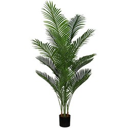 Buitengewoon de boet Areca palm 165 cm - 