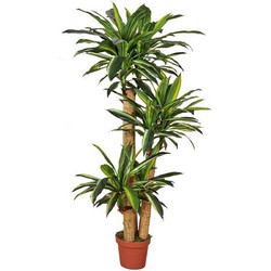 Buitengewoon de boet Dracaena fragrans 155 cm - 