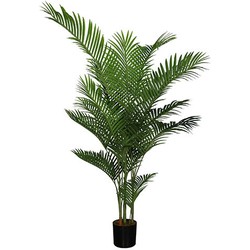 Buitengewoon de boet Areca palm 185 cm - 