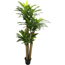 Buitengewoon de boet Corn stalk dracaena 190 cm - 