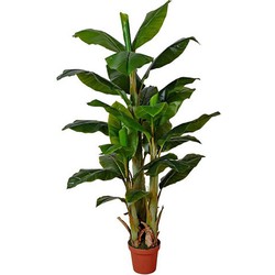 Buitengewoon de boet Bananenboom 170 cm - 