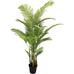 Buitengewoon de boet Areca palm 190 cm - 